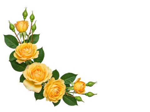 Beautiful yellow roses and buds arranged in a corner border isolated on transparent background
