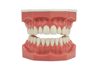 Obraz premium Isolated Transparent Background of Dental Teeth Model Anatomy in White