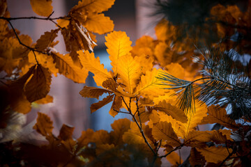 Autumn in an upscale residential area in Beijing, China