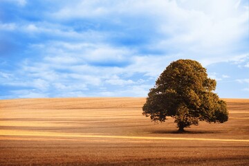 Flat design illustrating solitary broad-crowned tree standing within stubbled field under blue sky