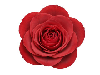 Close up of a vibrant red rose bloom with detailed petals isolated on transparent background