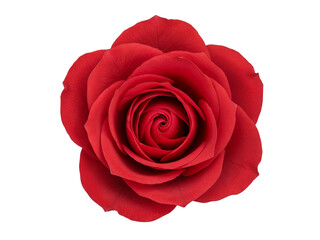 Close up view of a vibrant red rose bloom with delicate petals unfurling in a spiral pattern isolated on transparent background