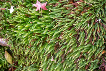 Moss-covered ground with a hint of autumn leaves. Kyoto, Japan