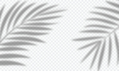 silhouette of palm leaf shadow overlay isolated on transparent a background