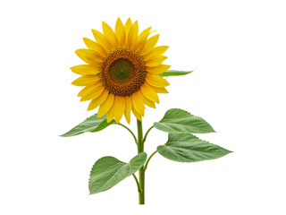 Obraz premium A single bright yellow sunflower with green leaves and a thick stem isolated on transparent background