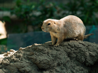 Brown prairie dog standing alert on top of dirt mound surrounded by blurred green foliage in...