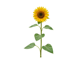 Obraz premium A single tall sunflower with bright yellow petals and green leaves isolated on transparent background