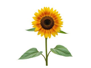 Obraz premium A single vibrant sunflower with yellow and orange petals and green leaves isolated on transparent background