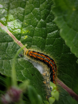 Close-up of a vividly colored Oak Eggar caterpillar resting on a green leaf in the B&uuml;kk Mountains. A striking species with orange and black stripes.