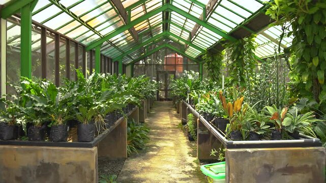 Bright greenhouse with rows of lush green plants in black plastic bags neatly arranged under a glass roof.