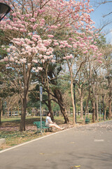 asian woman solo traveler relax and enjoy to see pink cherry blossom blooming from springtime road trip