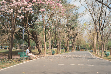 asian woman solo traveler relax and enjoy to see pink cherry blossom blooming from springtime road trip
