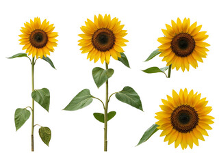 Collection of four vibrant yellow sunflowers with green leaves isolated on transparent background © Creative Design