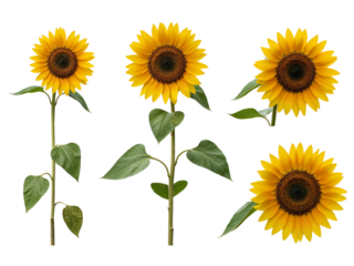 Collection of four vibrant yellow sunflowers with green leaves isolated on transparent background