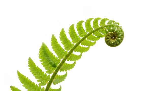 Isolated Transparent Background of Green Fern Leaf Detailed Plant Photo