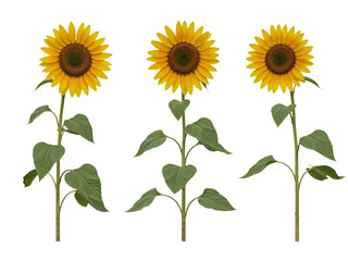 Obraz premium Three bright yellow sunflowers with green leaves and stems isolated on transparent background