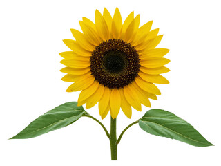 Obraz premium Bright yellow sunflower with green leaves isolated on transparent background