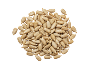 A pile of shelled sunflower seeds scattered in a circular pattern isolated on transparent background