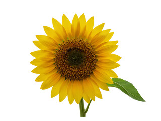 Obraz premium Bright yellow sunflower with green stem and leaf isolated on transparent background