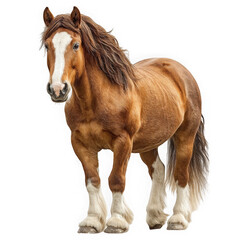 Obraz premium Majestic brown clydesdale horse standing proudly isolated on transparent background