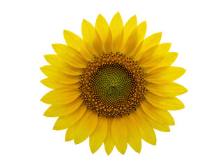 Fototapeta premium Bright yellow sunflower petals and seed head isolated on transparent background