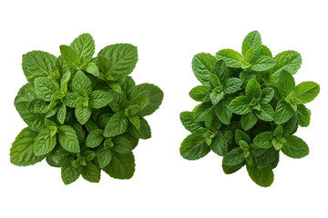 Fresh Green Mint Leaves Isolated on Transparent Background – Top View Herb PNG