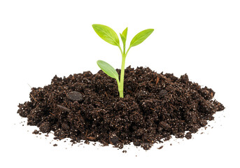 Isolated Transparent Background of Sprout in Soil Growing Green Life