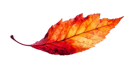 Realistic capture of a single autumn leaf falling and spinning mid-air, frozen moment, isolated on a pure Transparent background, symbolizing change of seasons, passage of time.