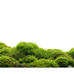 Lush green mossy mounds isolated on transparent background
