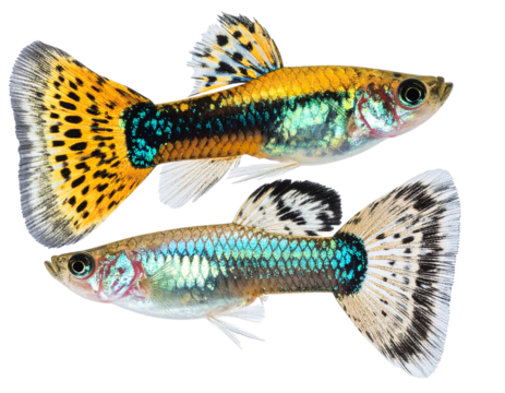 Male and Female Guppy Fish with Distinctive Coloring, Side-by-Side, Transparent Background