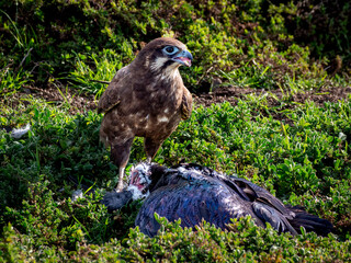 A Brown Falcon stands and consumes a larger Straw necked Ibis.  The Falcon looks formidable and holds his territory, standing on the green plant covered ground next to the Ibis.