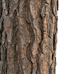 Obraz premium Isolated Abstract Background of Detailed Bark Texture of Tree Trunk