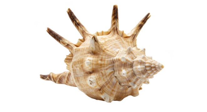 Isolated Transparent Seashell Close Up Of Ocean Spiral Texture Natural