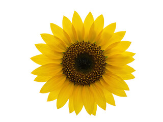 Fototapeta premium Bright yellow sunflower with detailed center petals and seeds isolated on transparent background