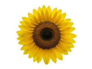 Naklejka premium Close up of a bright yellow sunflower head with detailed petals and center isolated on transparent background