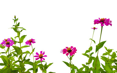 A bright pink Common zinnia isolated on transparent background