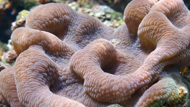 Underwater Macro: Vibrant Coral Reef Close-Up Textured Coral Polyp Details.