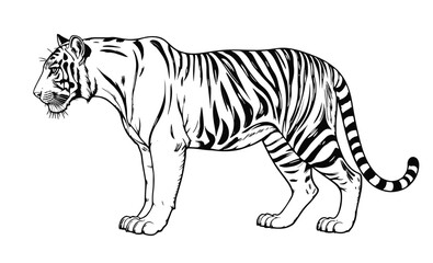 Fototapeta premium Tiger Line Art Vector – Clean Full Body Outline Drawing
