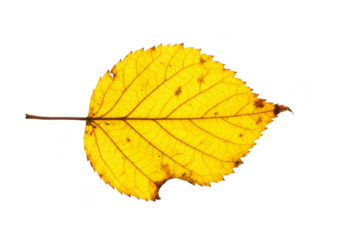 Isolated Autumn Yellow Leaf with Transparent Background Illustration