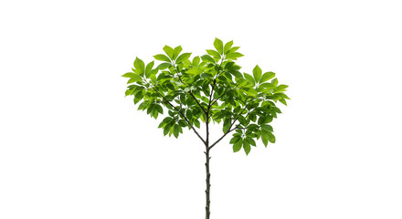 Isolated Tree Illustration With Transparent Background For Garden Nature