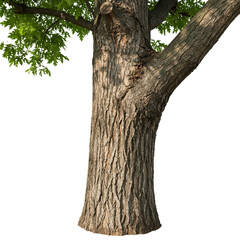 Isolated Tree Trunk with Green Foliage on Transparent Background Photo
