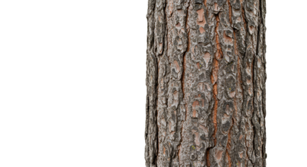 Isolated Background Detailed Tree Bark Close Up Natural Pattern