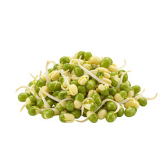 Close up of Fresh Green Mung Bean Sprouts on Transparent Background