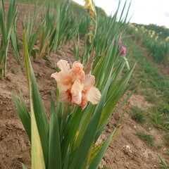 daffodils in spring