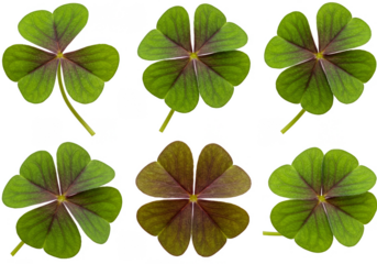 Isolated Background of Clover Leaf Symbolizes Luck and Nature in Green