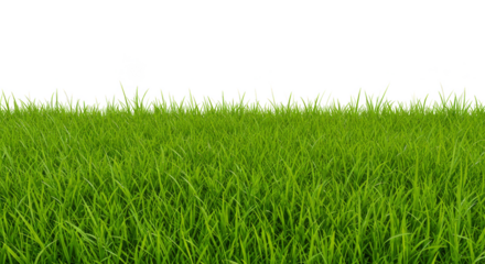 Isolated Background of Green Grass Field Lawn with a Transparent View