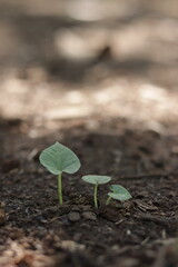 Plant seedlings start to grow