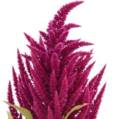 Crimson Amaranth Flower Close Up