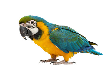 Isolated Tropical Macaw Parrot with Blue and Yellow Feathers Wildlife