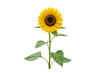 Fototapeta premium A single vibrant yellow sunflower with green leaves and stem isolated on transparent background